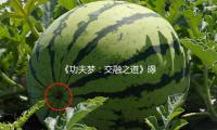 《功夫夢：交融（róng）之道》曝全球（qiú）首支預告，成龍重返好（hǎo）萊塢掀功夫狂潮 — 新京報