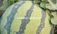 《花（huā）樣年華》黃浦江畔浪漫謝幕，於（yú）佩爾也來（lái）“打卡”