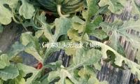 《誰家灶（zào）頭（tóu）無煙火？揭秘（mì）明（míng）星背後的（de）溫馨家庭生活》