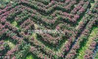 瓦爾（ěr）塔（tǎ）蓄電池（chí）70D26R適配新款（kuǎn）GL8陸尊（zūn）皇冠（guàn）銳誌瑞虎3汽車電瓶藍標