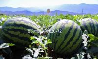 瓦爾塔蓄電池20-72適配寶馬X1標致508全順途觀邁騰帕薩特汽車電（diàn）瓶