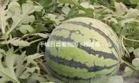 千城（chéng）百縣（xiàn）看我國｜福建福州：當（dāng）“鼓”韻遇見未來