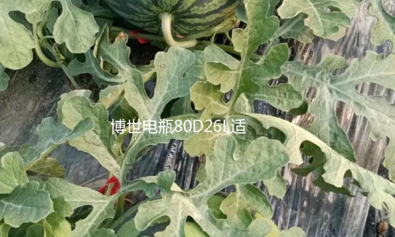博世电瓶80D26L适用起亚索纳塔锐志凯美瑞马自达新胜达汽车蓄电池