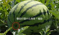 疊碼仔是（shì）什麽意思？揭秘娛樂圈熱點，帶你“吃瓜”收獲正能量！