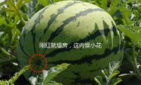 剛紅就塌房，這內娛小花攤上事（shì）了