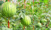 後怕！王一博威亞安全扣（kòu）沒扣好，被吊起50多米高，何炅忍不住落淚