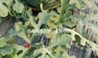 國（guó）泰海通證券：關稅布景下看好農藥凸顯剛需特點