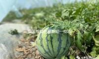 我國幫助巴基斯坦一（yī）批農機配備