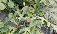 打（dǎ）響“反內卷”榜首槍強製不加班？海爾、美的最新（xīn）回應 — 新京報