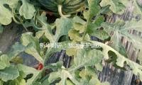 新華時評：我國保（bǎo）護國際經貿次序的態度（dù）堅持不懈