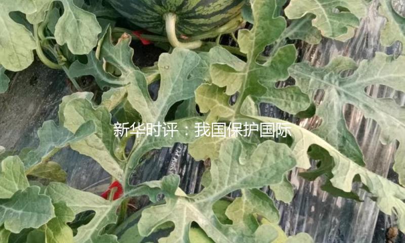 新华时评：我国保护国际经贸次序的态度坚持不懈