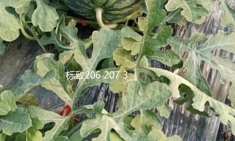 标致206 207 301 307 308 408 508 2008汽车高中重低音响喇叭改装