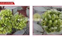 泉州：肉蛋菜價回調 生果物美價廉