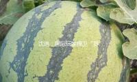 沈逸：國際玩家捍衛“賽博上海”，說明晰什麽