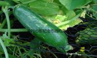 央行（háng）心形紀念幣踐約而至（zhì），先睹為快！