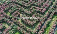 央視蛇年春（chūn）晚亮點（diǎn）揭秘 中國（guó）年繪聲繪色