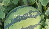 多米尼加夜（yè）總會房頂崩塌事端已致（zhì）113人逝世 — 新京報