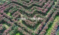 小行星獵人：懷著敬（jìng）畏之情仰視星空 — 新京報
