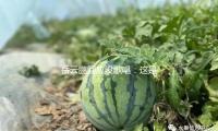 嶽雲鵬回應沒歌唱：這是夢想，任何人攔不（bú）住我