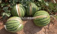 適用EA211朗逸朗行朗境POLO明銳途安1.6空氣濾芯總成空濾（lǜ）外殼原廠