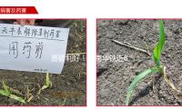重磅利好！海南華鐵近804萬手封漲停
