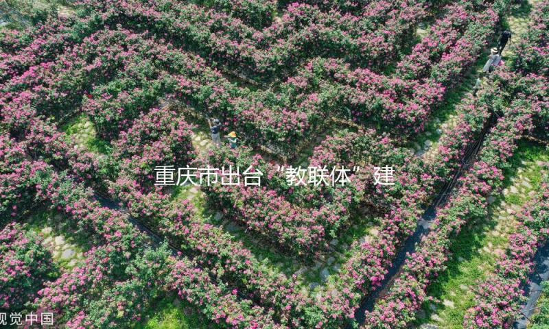 重庆市出台“教联体”建造计划