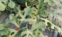 蘋果Safari瀏覽器（qì）上的查（chá）找量初次下（xià）降（jiàng）