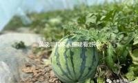 黃曉明和家人福建看遊神!葉珂孕肚顯著行將分娩（miǎn）,兩人沒分還在（zài）一同