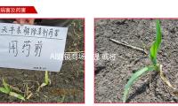 AI眼鏡商場（chǎng）升溫 或將迎來從“嚐鮮（xiān）”到“剛需（xū）”改（gǎi）變 — 新京（jīng）報（bào）
