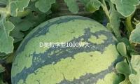D類數字型1000W大功率發燒級超重純（chún）低音無源雙音圈低（dī）音（yīn）炮功放